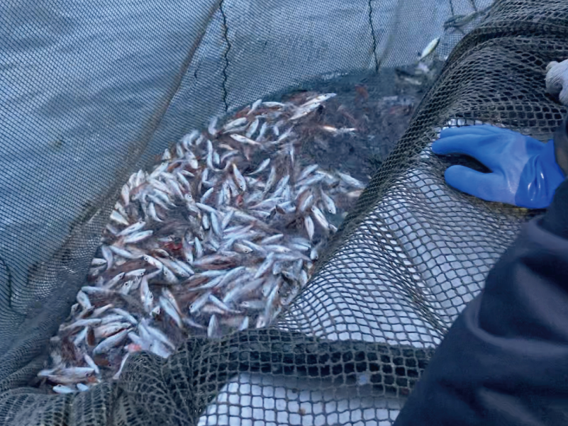 未利用魚・廃棄処分